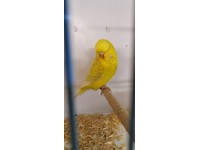 pets4homes budgies